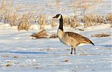 Canada Gooseborder=